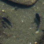 2bluefish