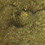 camouflagefish2