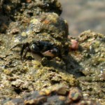 crab