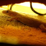 gecko1