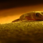 gecko2