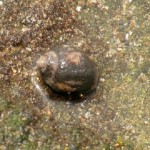 hermitcrab