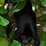 monkeyalmendrofruit2