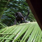 monkeypalm