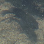 tidepoolfish