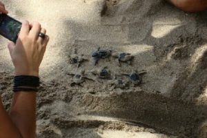 baby-turtles