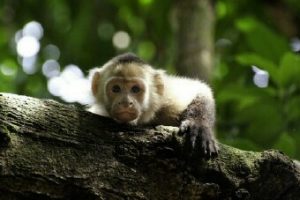 whitefacemonkey
